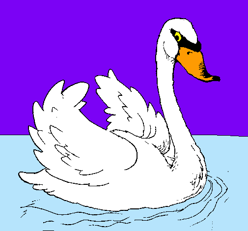 Cisne en el agua