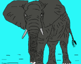 Dibujo Elefante pintado por marco2