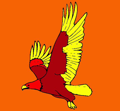 Águila volando