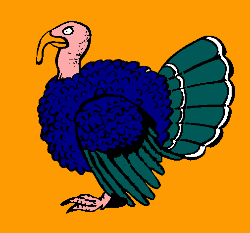 Pavo 