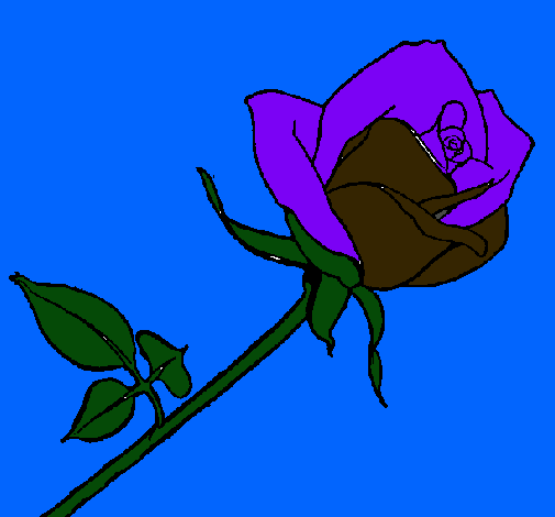 Rosa