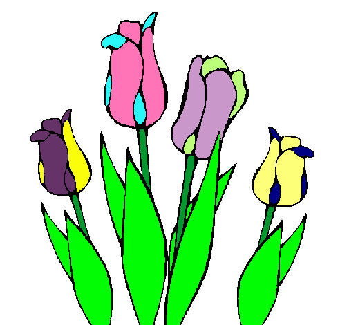 Tulipanes