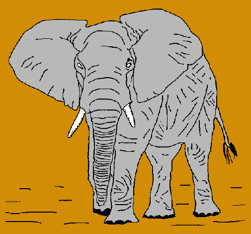 Elefante