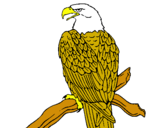 Dibujo Águila en una rama pintado por aguileitor