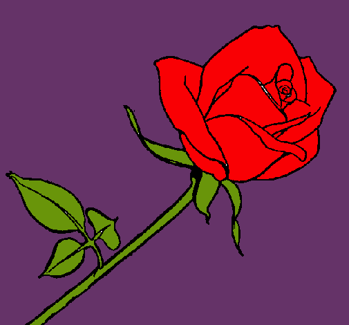 Rosa