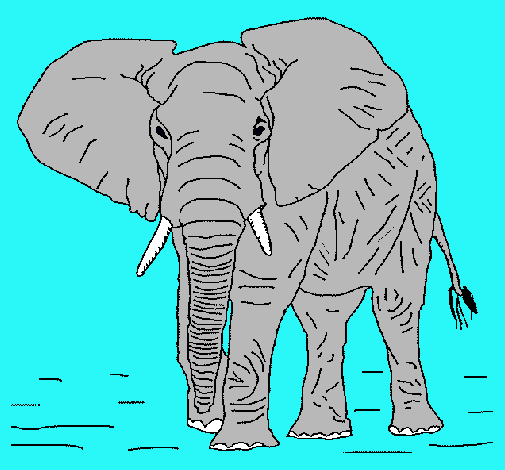 Elefante