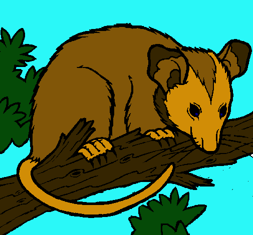 Ardilla possum