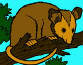 Dibujo Ardilla possum pintado por muriel