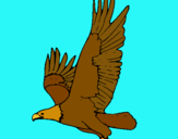 Dibujo Águila volando pintado por agilazo