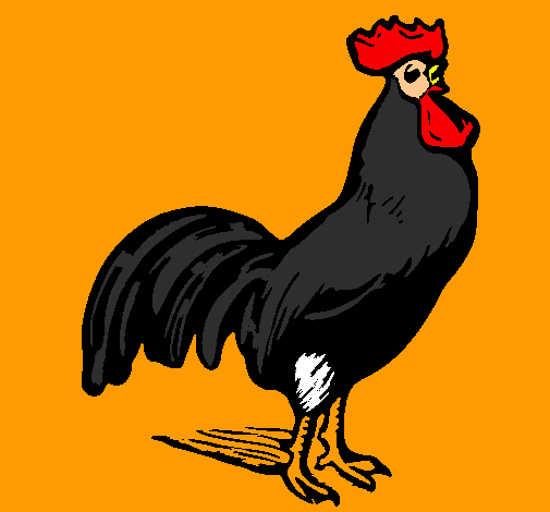 Gallo gallardo