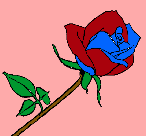 Rosa