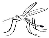 Dibujo Mosquito pintado por qwerty123