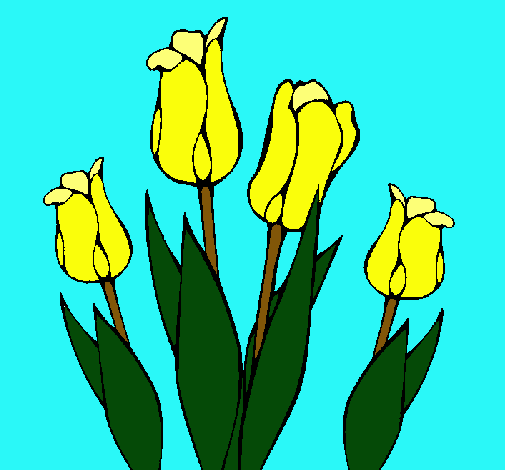 Tulipanes