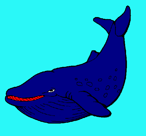 Orca