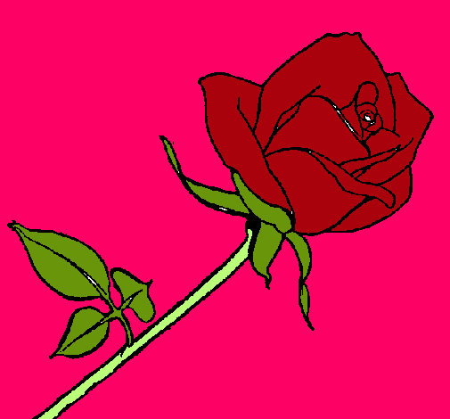 Rosa