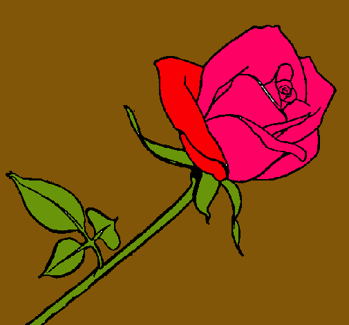 Rosa