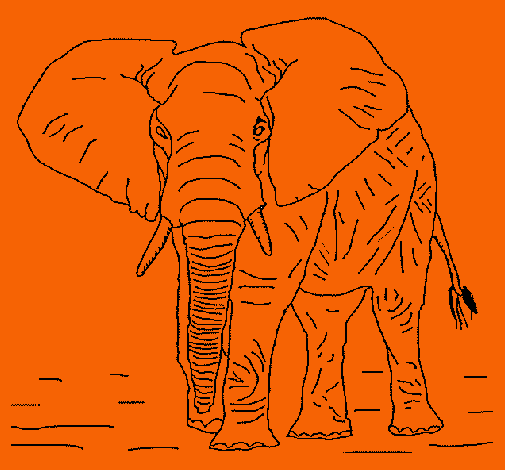 Elefante