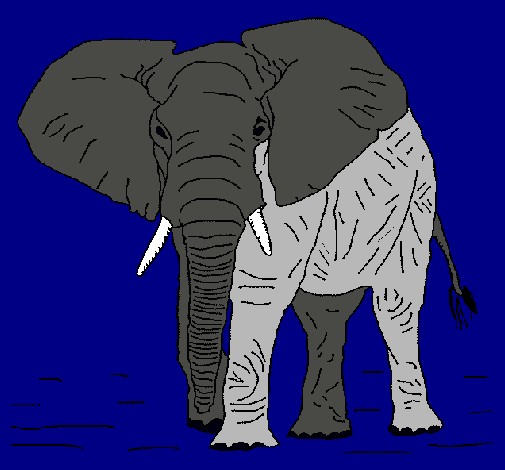 Elefante