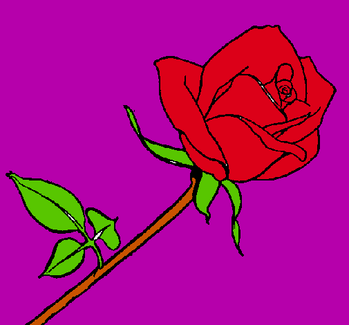 Rosa