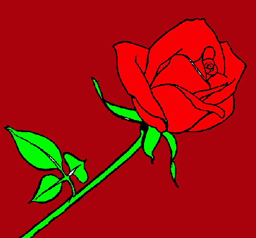 Rosa