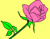 Dibujo Rosa pintado por  vane14