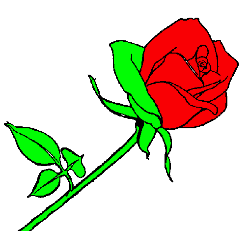 Rosa