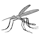 Dibujo Mosquito pintado por cholo