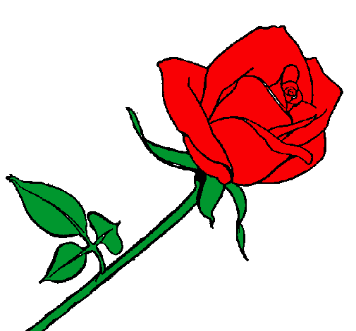 Rosa