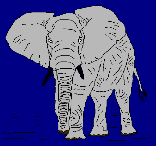 Elefante