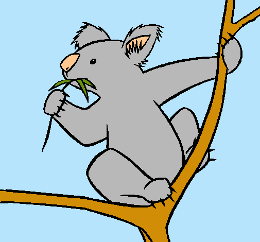 Koala