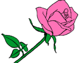 Dibujo Rosa pintado por tonilpz