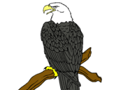 Dibujo Águila en una rama pintado por nhjmyhjx