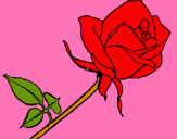 Dibujo Rosa pintado por zorfel