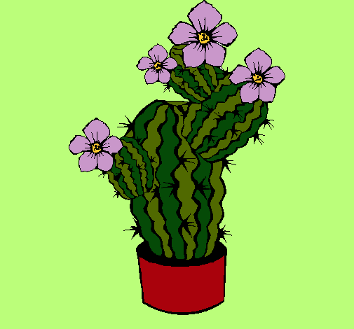 Flores de cactus