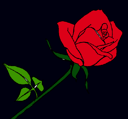 Rosa