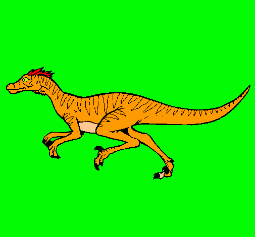 Velociraptor