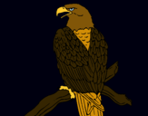 Dibujo Águila en una rama pintado por jooooo