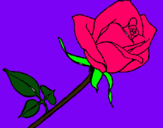 Dibujo Rosa pintado por teri