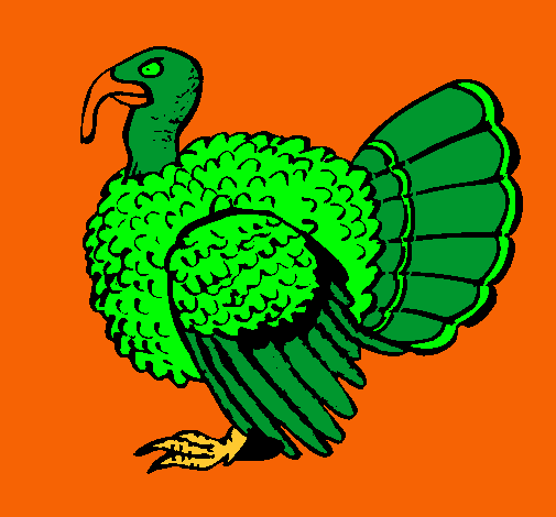 Pavo 