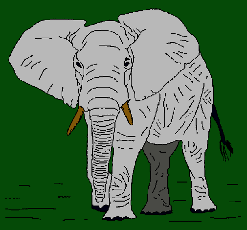 Elefante