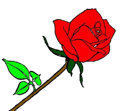 Rosa