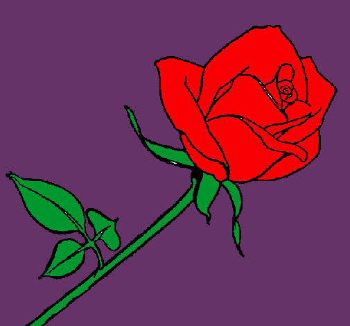 Rosa