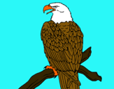 Dibujo Águila en una rama pintado por Naiaracoro