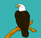Dibujo Águila en una rama pintado por migueluchin