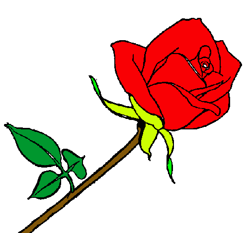 Rosa