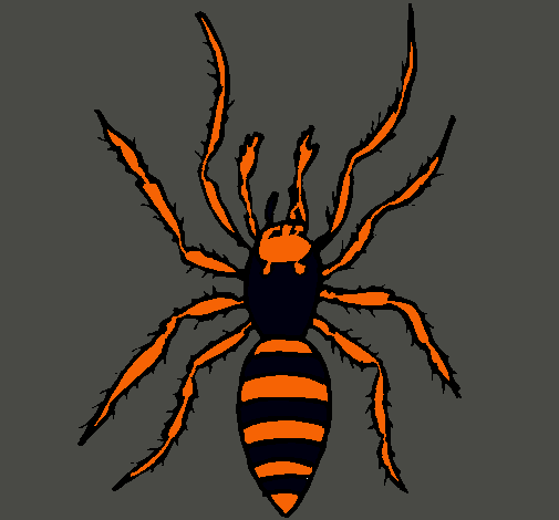 Araña tigre