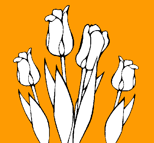 Tulipanes