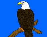 Dibujo Águila en una rama pintado por falco