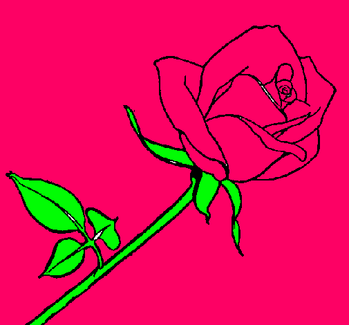 Rosa