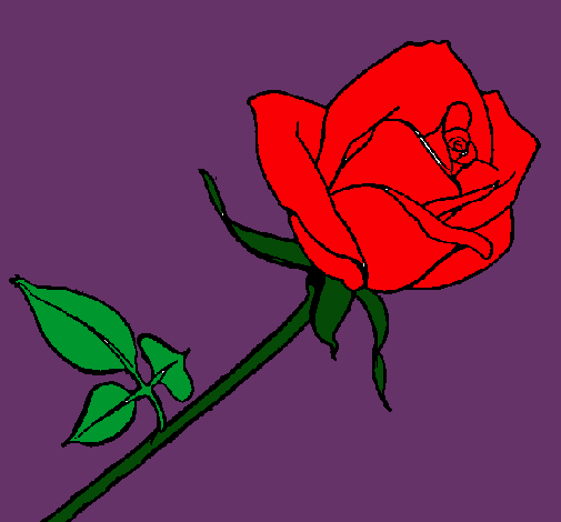 Rosa